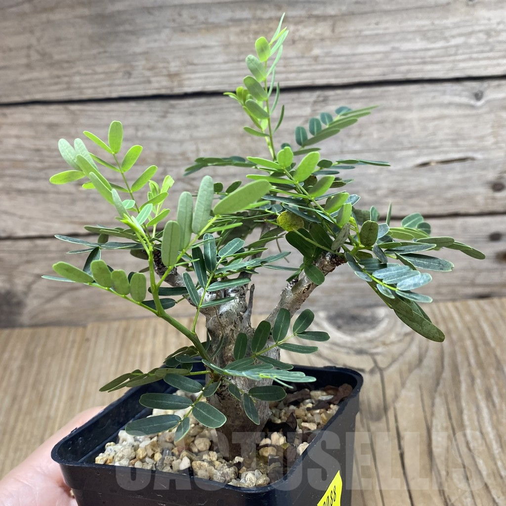 SH3088 Senna meridionalis - Image 2