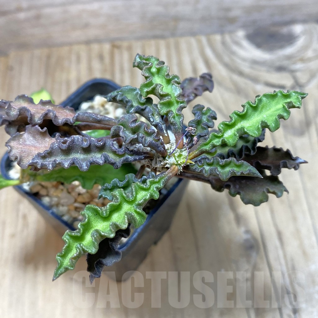 SH3071 Euphorbia decaryi v. spirosticha