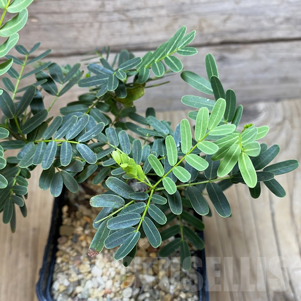 SH3088 Senna meridionalis