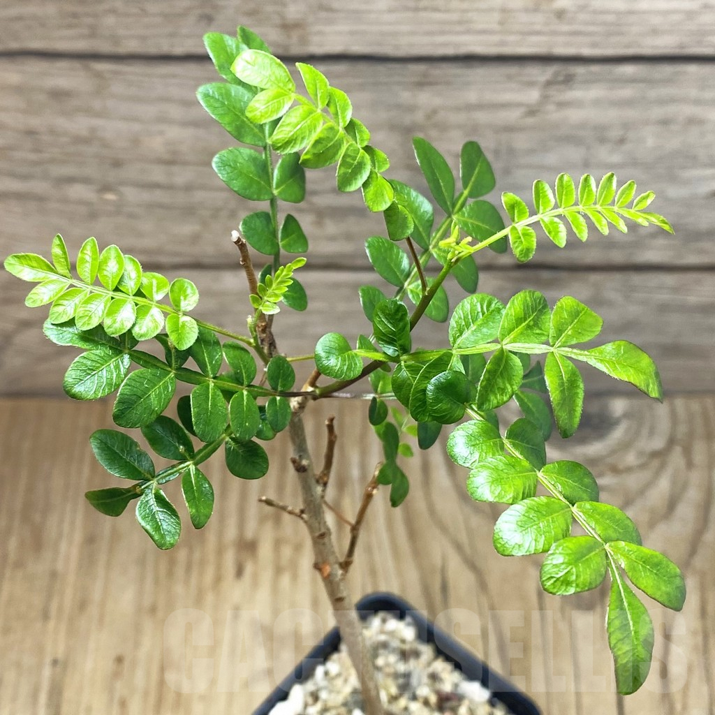 SH3089 Operculicarya borealis, seedling