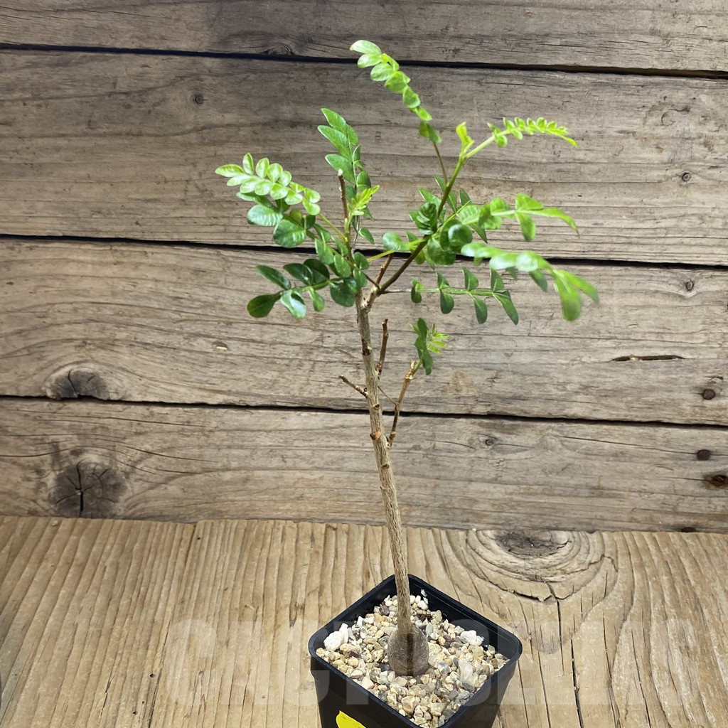 SH3089 Operculicarya borealis, seedling - Image 2