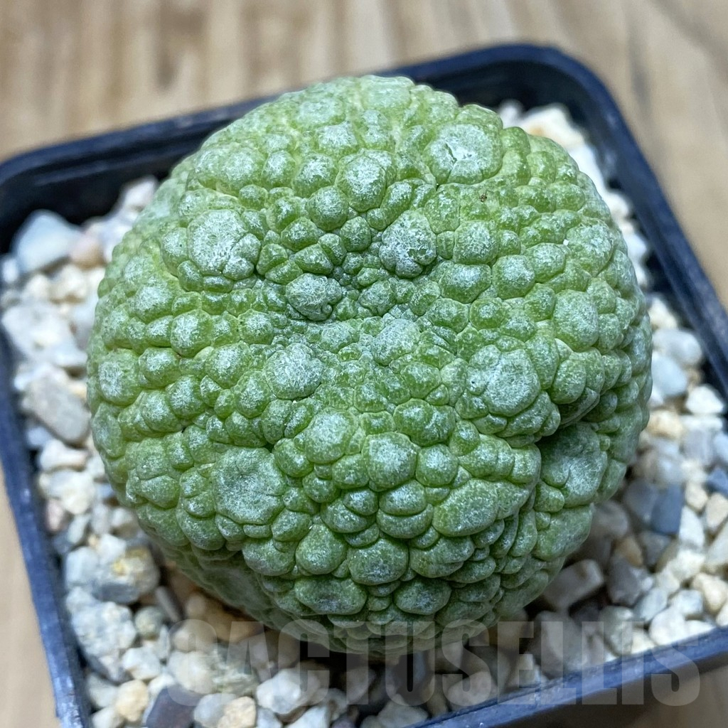 SH3091 Pseudolithos migiurtinus