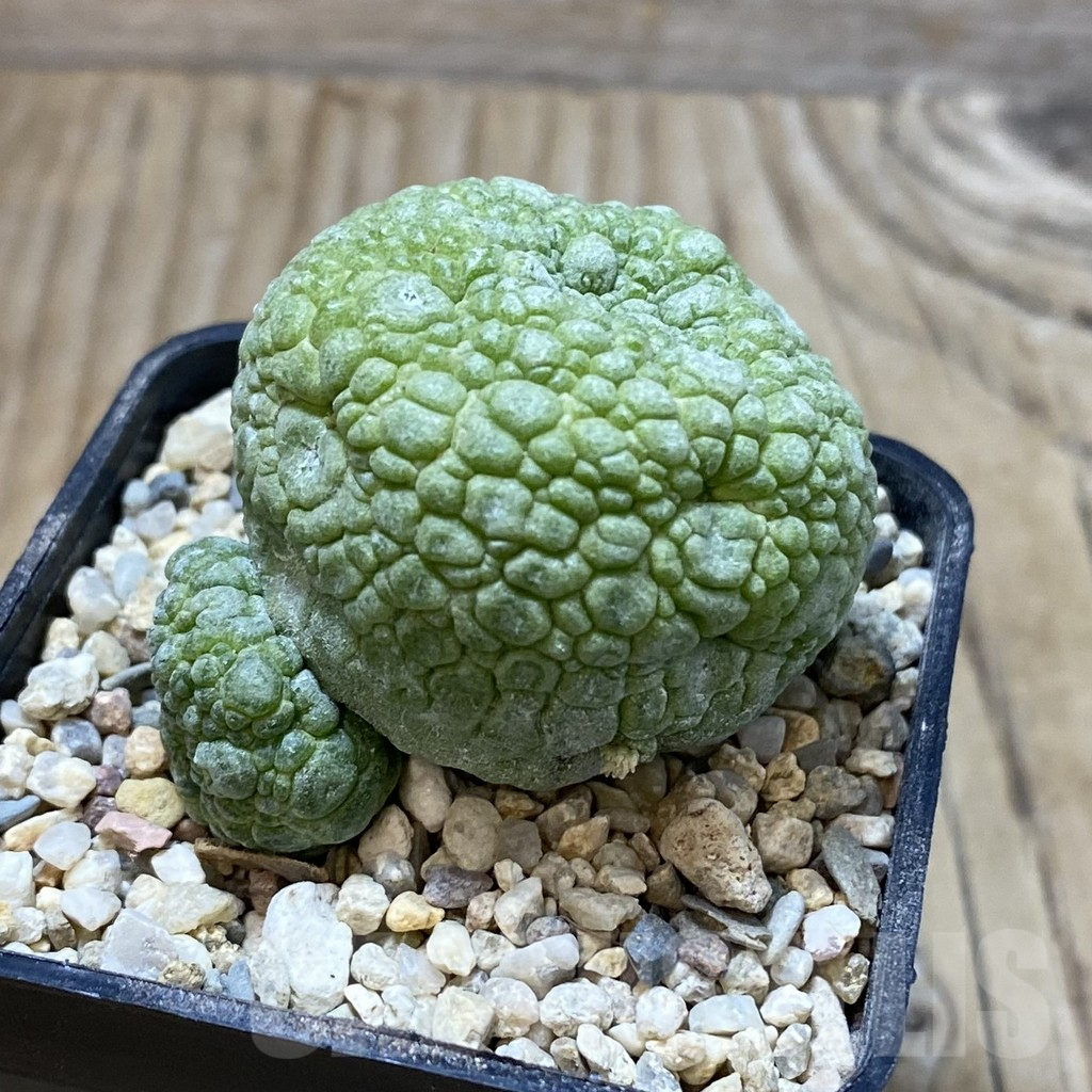 SH3091 Pseudolithos migiurtinus - Imagen 2