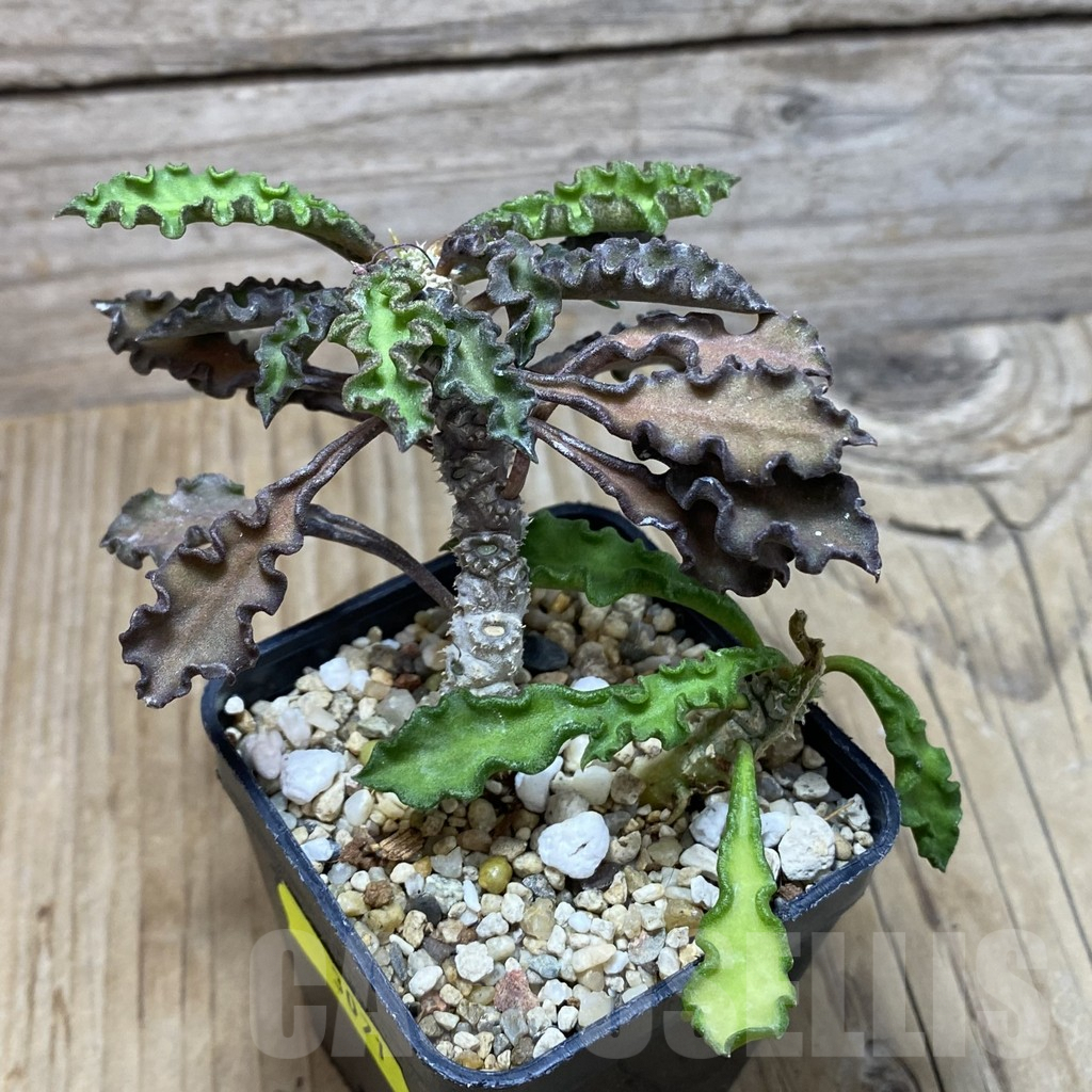SH3071 Euphorbia decaryi v. spirosticha - immagine 2