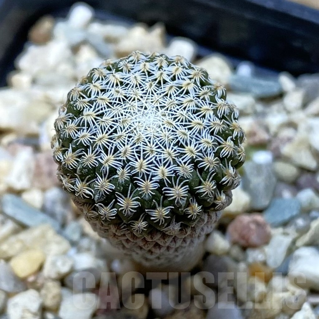 SH3092 Pelecyphora strobiliformis