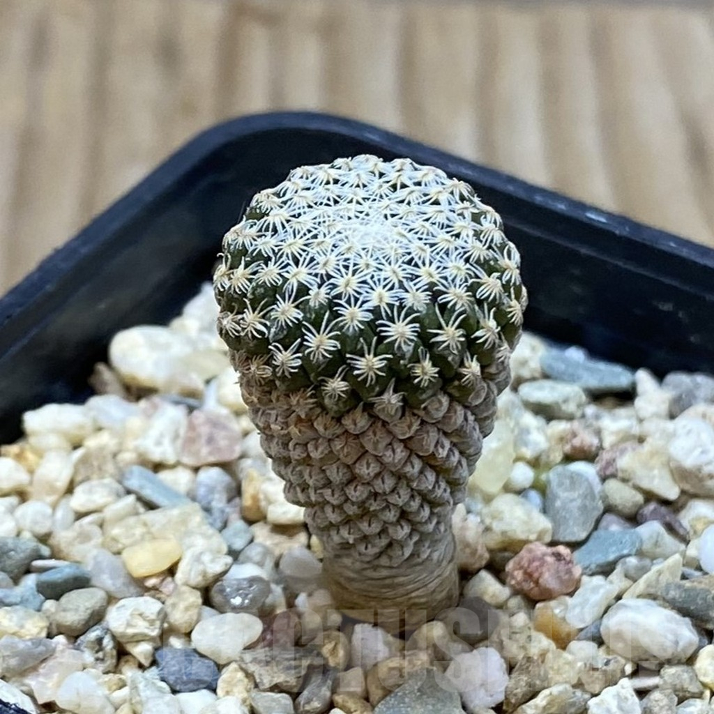 SH3092 Pelecyphora strobiliformis - immagine 2