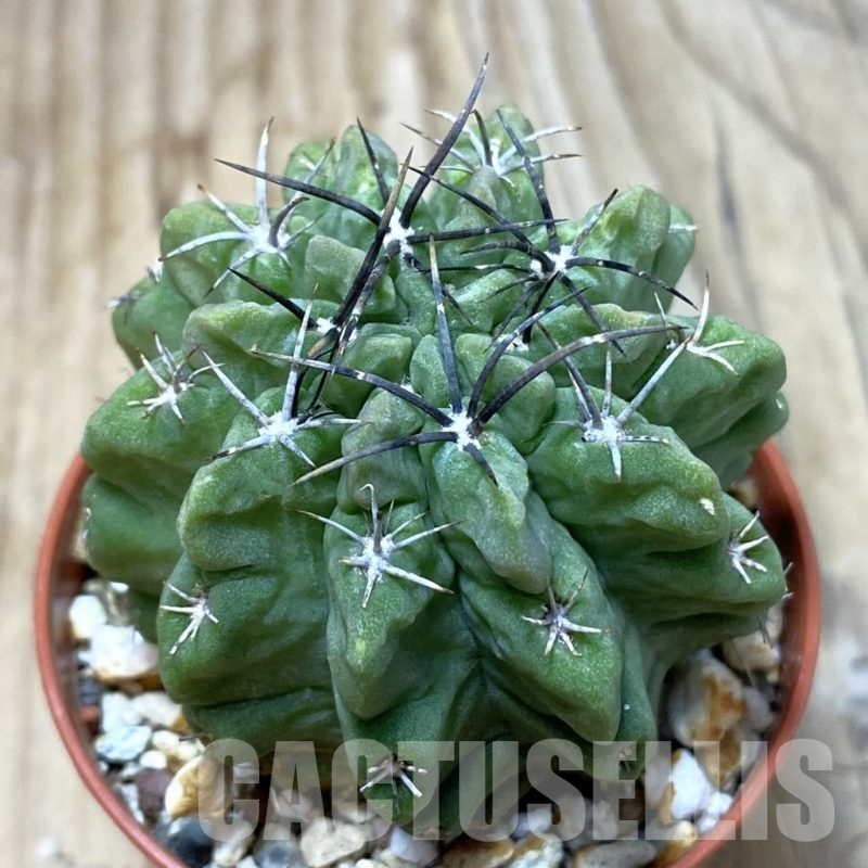 SH3097 Neochilenia paucicostata v. viridis