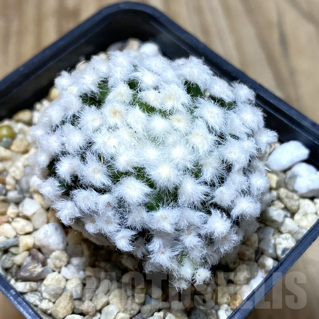 SH3098 Mammillaria plumosa ‘Hanabi’