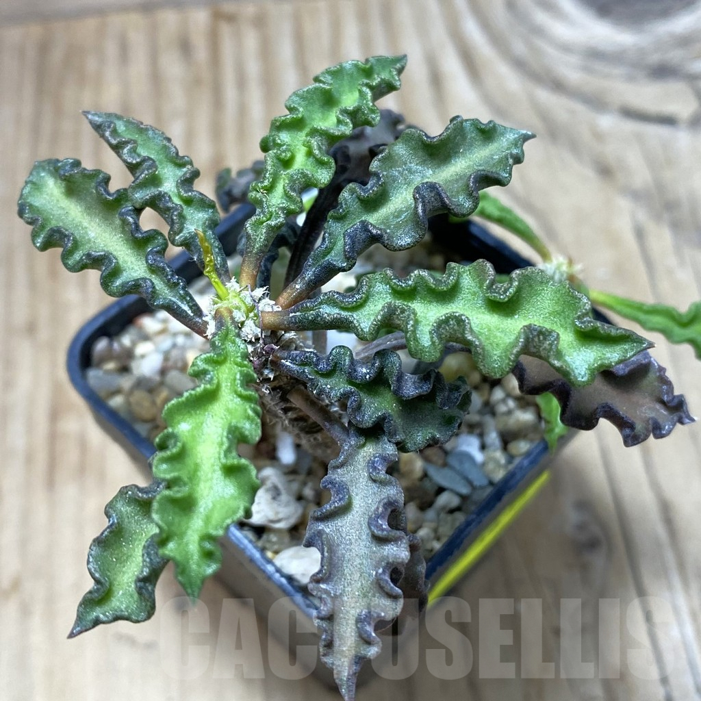 SH3072 Euphorbia decaryi v. spirosticha