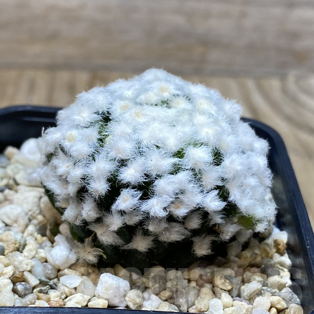 SH3098 Mammillaria plumosa ‘Hanabi’ - immagine 2