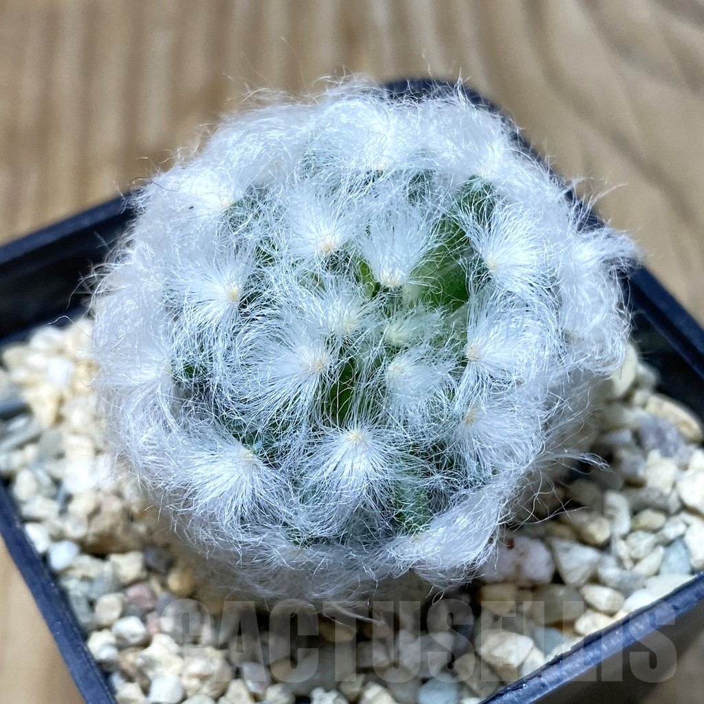 SH3099 Mammillaria bocasana v. multilanata, not spines