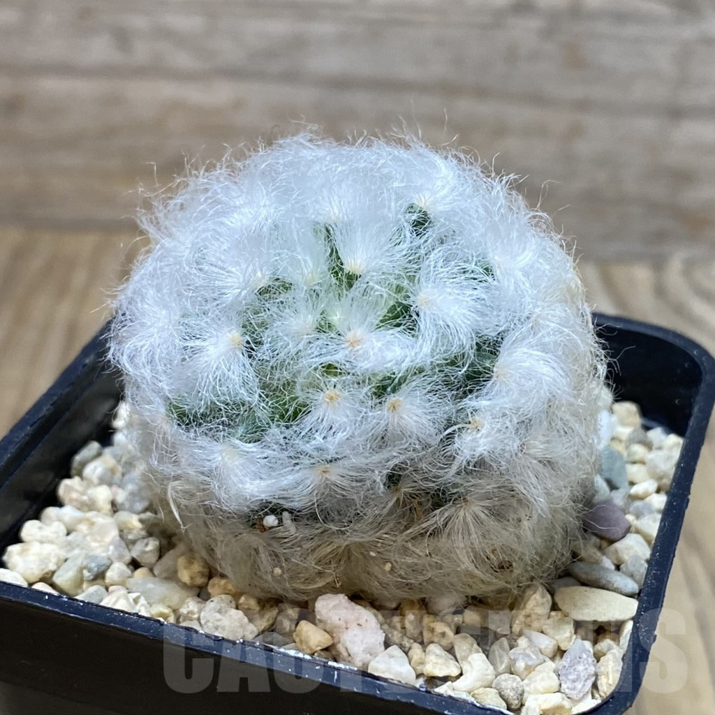 SH3099 Mammillaria bocasana v. multilanata, not spines - immagine 2