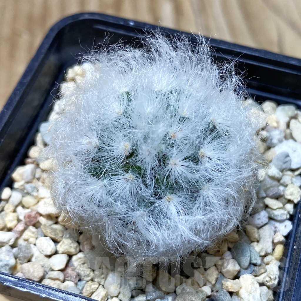 SH3100 Mammillaria bocasana v. multilanata, not spines