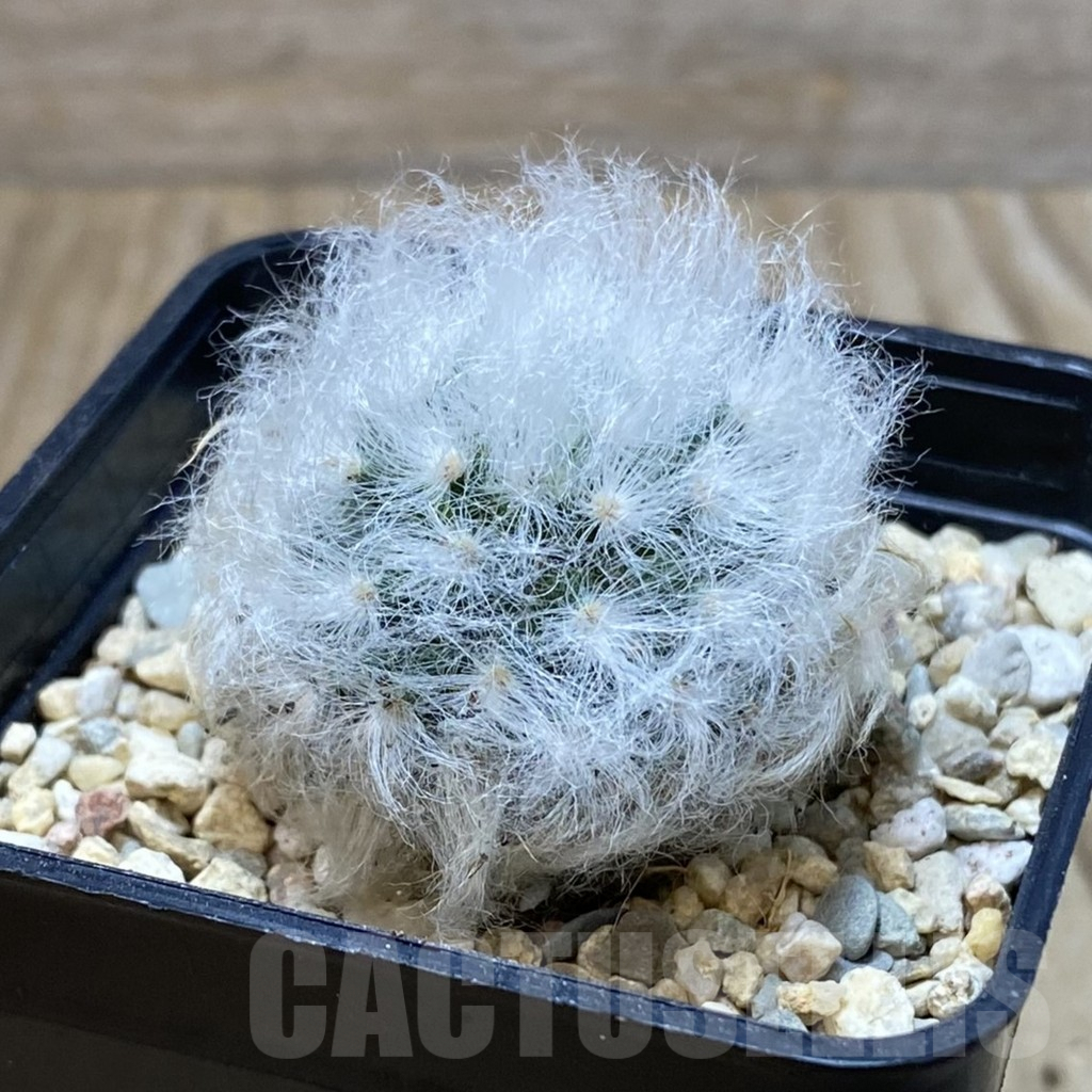 SH3100 Mammillaria bocasana v. multilanata, not spines - immagine 2