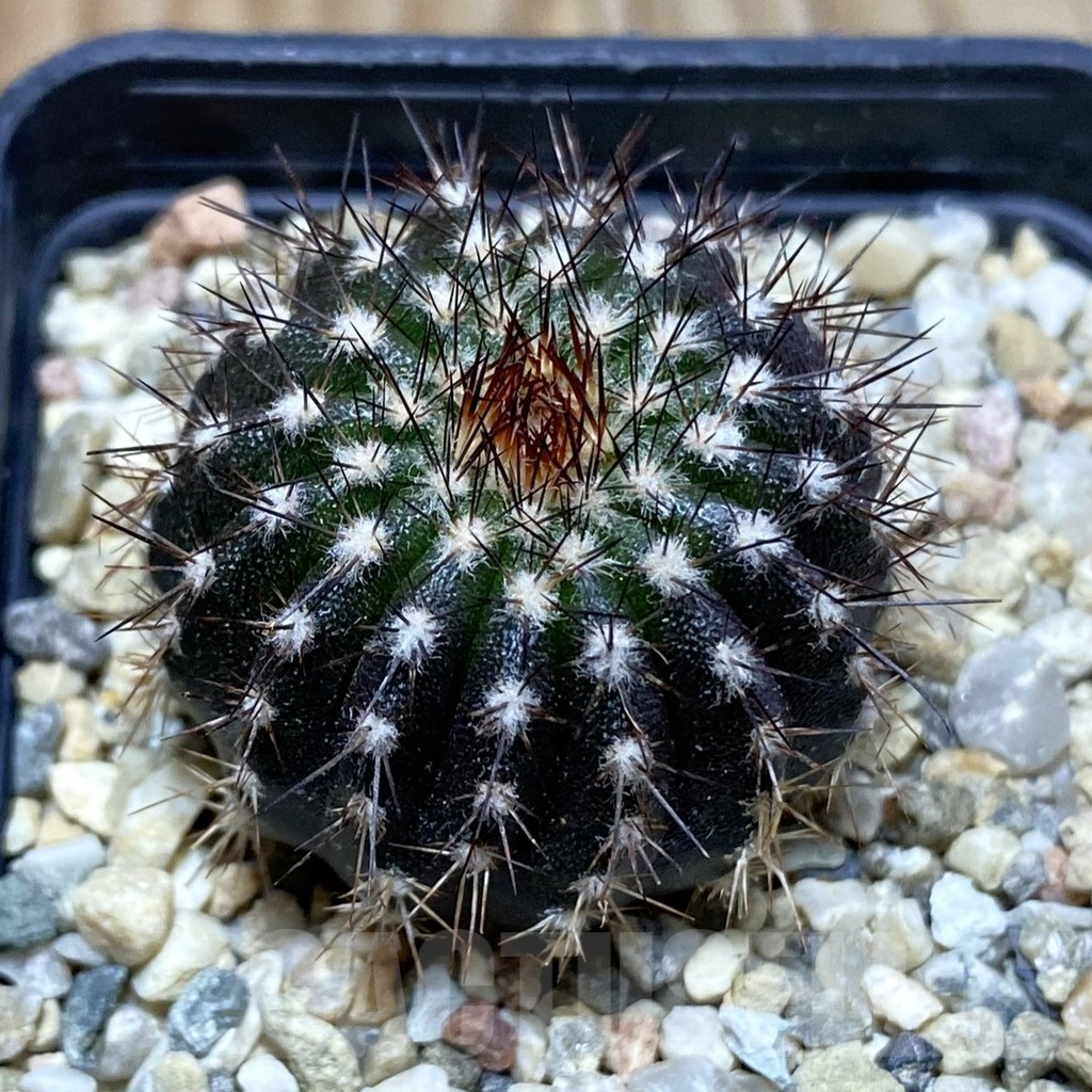 SH3315 Uebelmannia pectinifera own roots, seedling