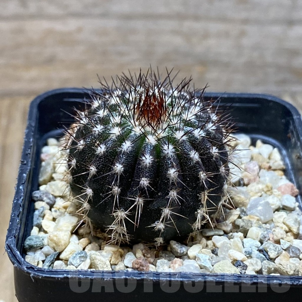 SH3315 Uebelmannia pectinifera own roots, seedling - Image 2