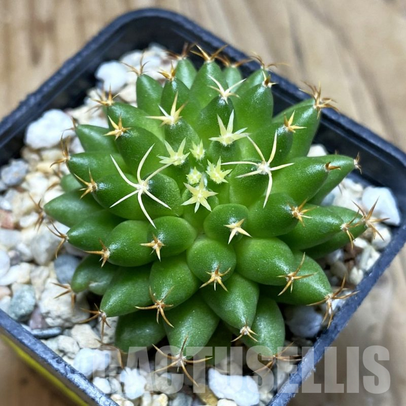 SH3501 Mammillaria camptotricha ‘Bru’ seedling