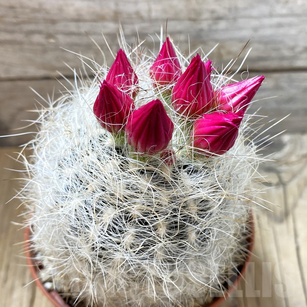 SH3452 Neoporteria senilis