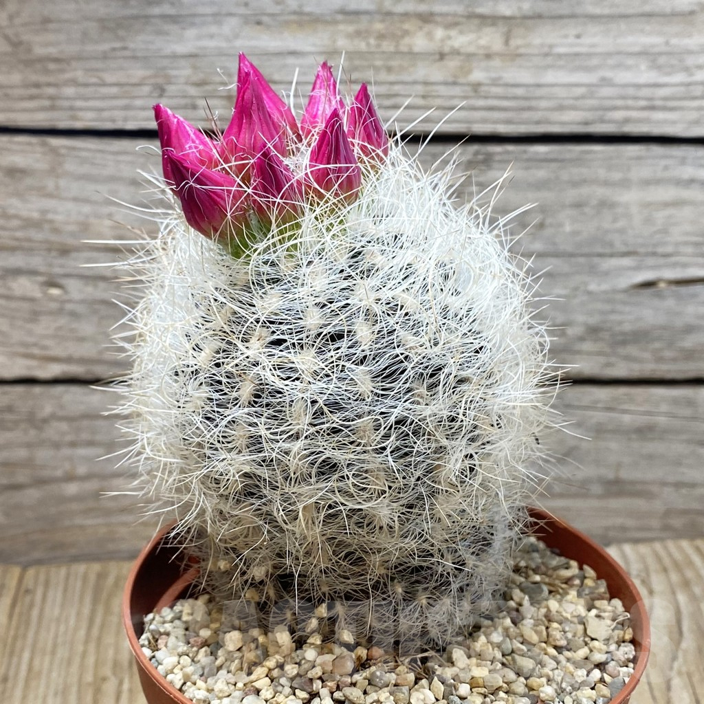 SH3452 Neoporteria senilis – Image 2