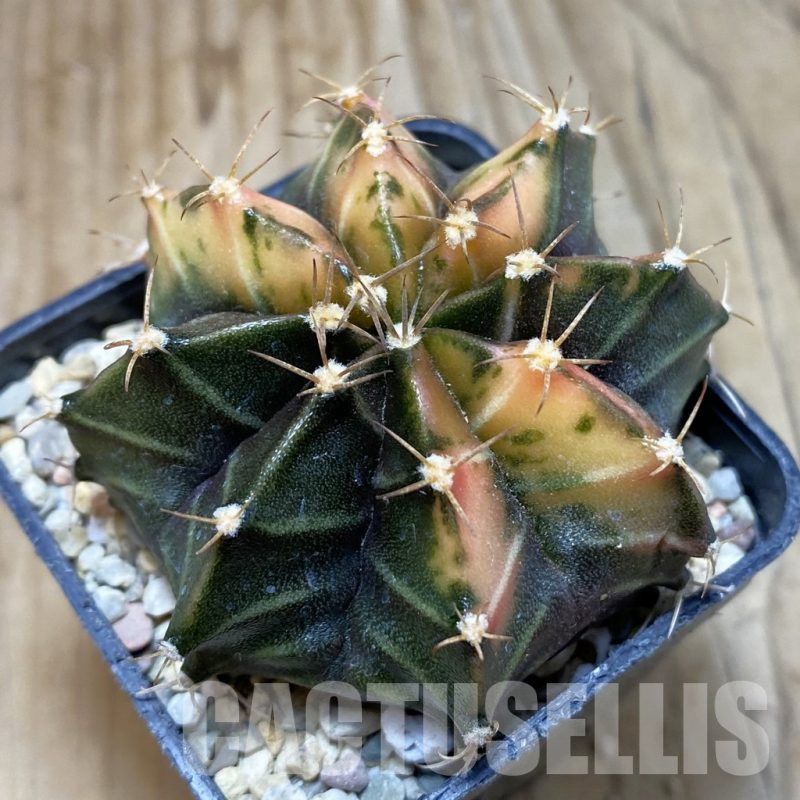 SH3546 Gymnocalycium mihanovichii f. variegata, seedling