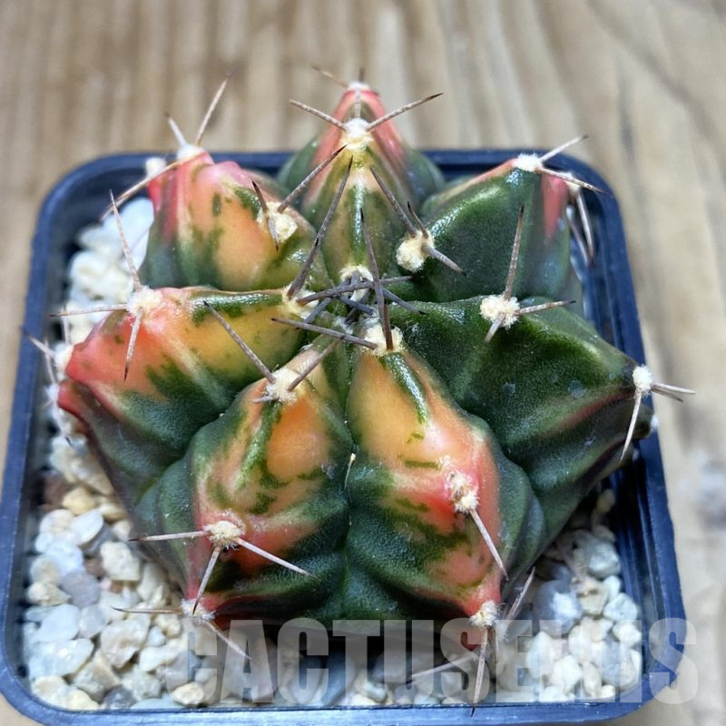 SH3547 Gymnocalycium mihanovichii f. variegata, seedling