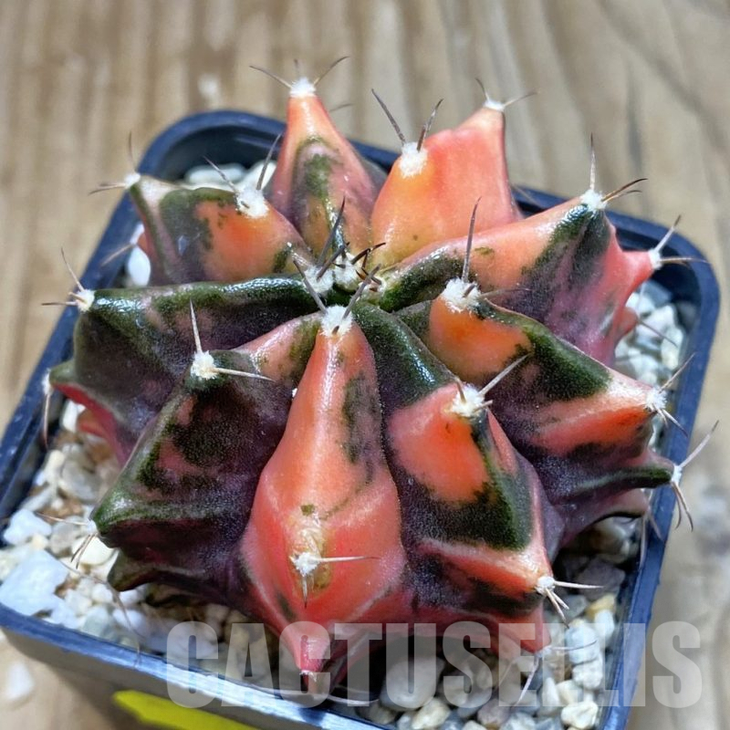 SH3548 Gymnocalycium mihanovichii f. variegata, seedling