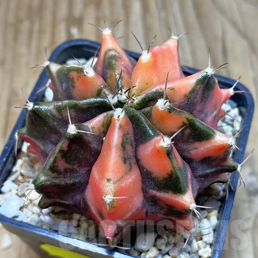 SH3548 Gymnocalycium mihanovichii f. variegata, seedling