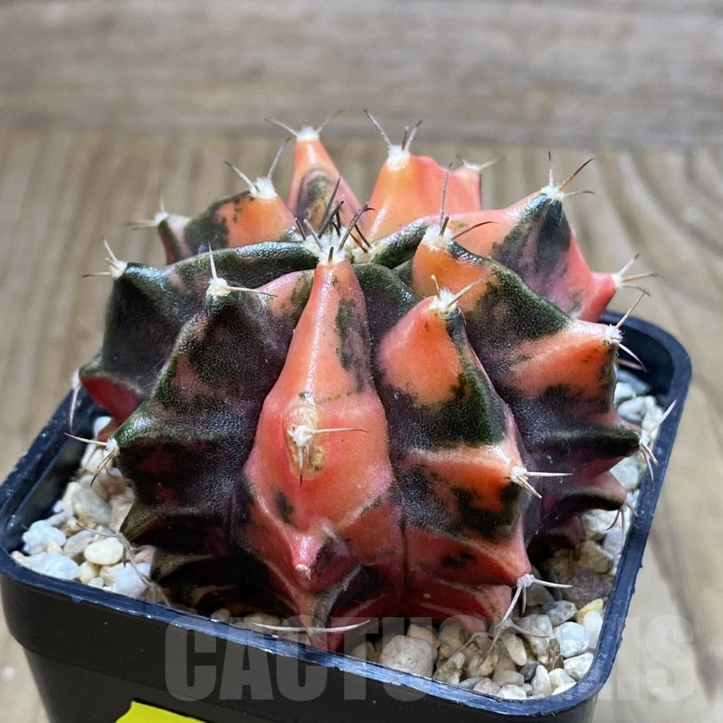 SH3548 Gymnocalycium mihanovichii f. variegata, seedling - Image 2