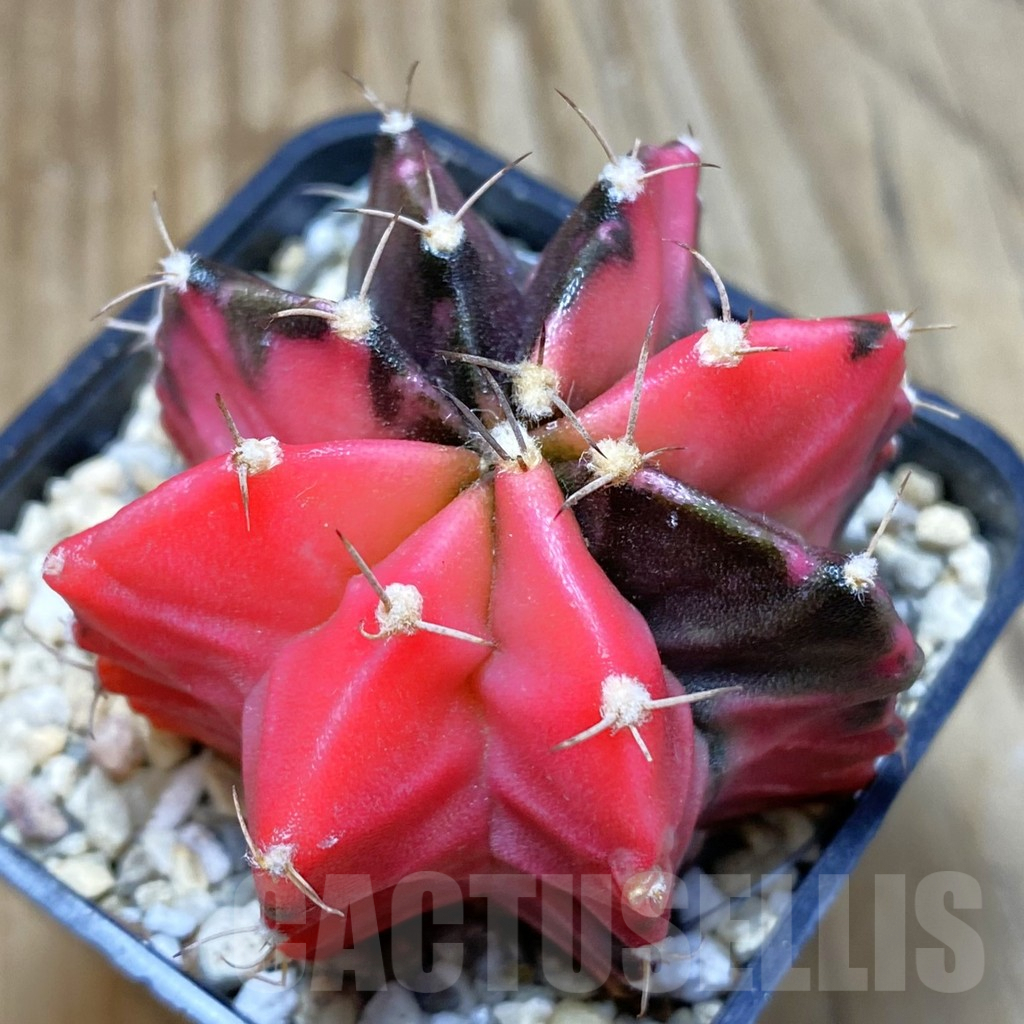 SH3549 Gymnocalycium mihanovichii f. variegata, seedling