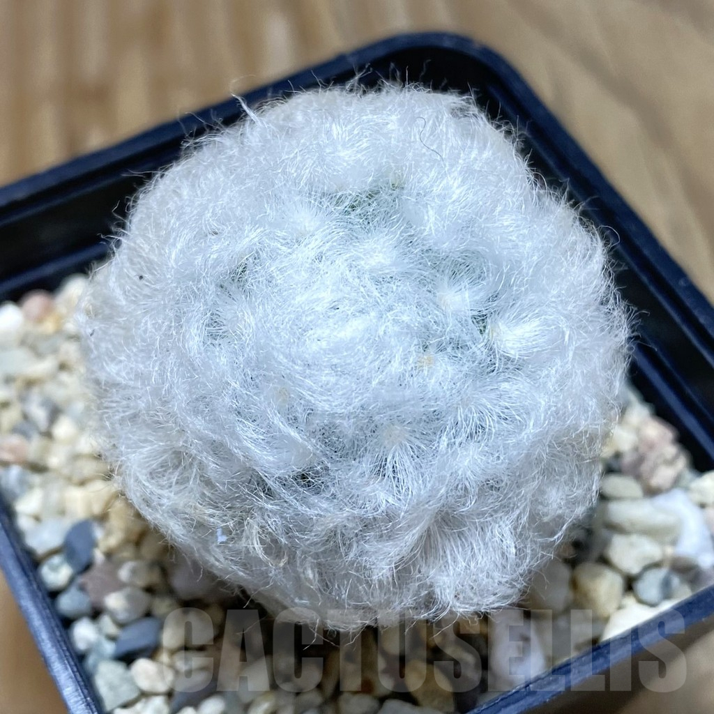 SH3515 Mammillaria bocasana v. multilanata, not spines