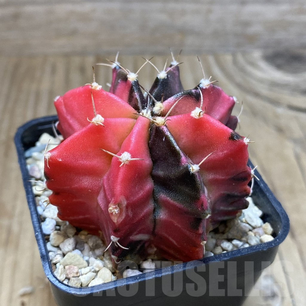 SH3549 Gymnocalycium mihanovichii f. variegata, seedling - immagine 2