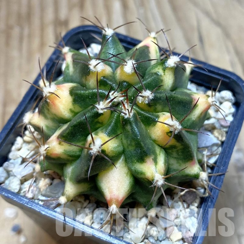 SH3551 Gymnocalycium mihanovichii f. variegata, seedling
