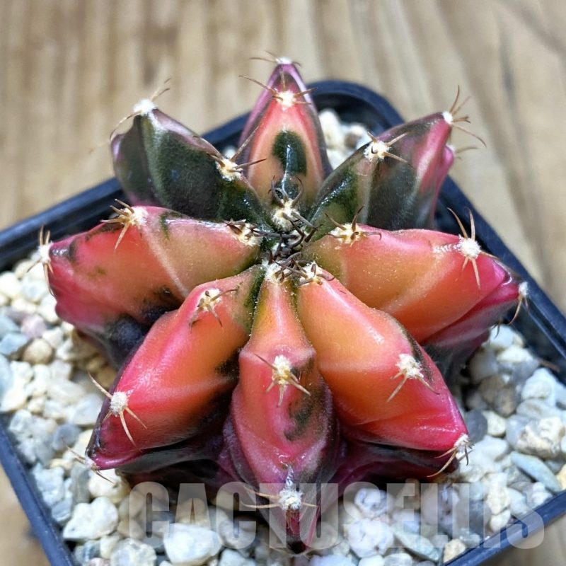 SH3552 Gymnocalycium mihanovichii f. variegata, seedling