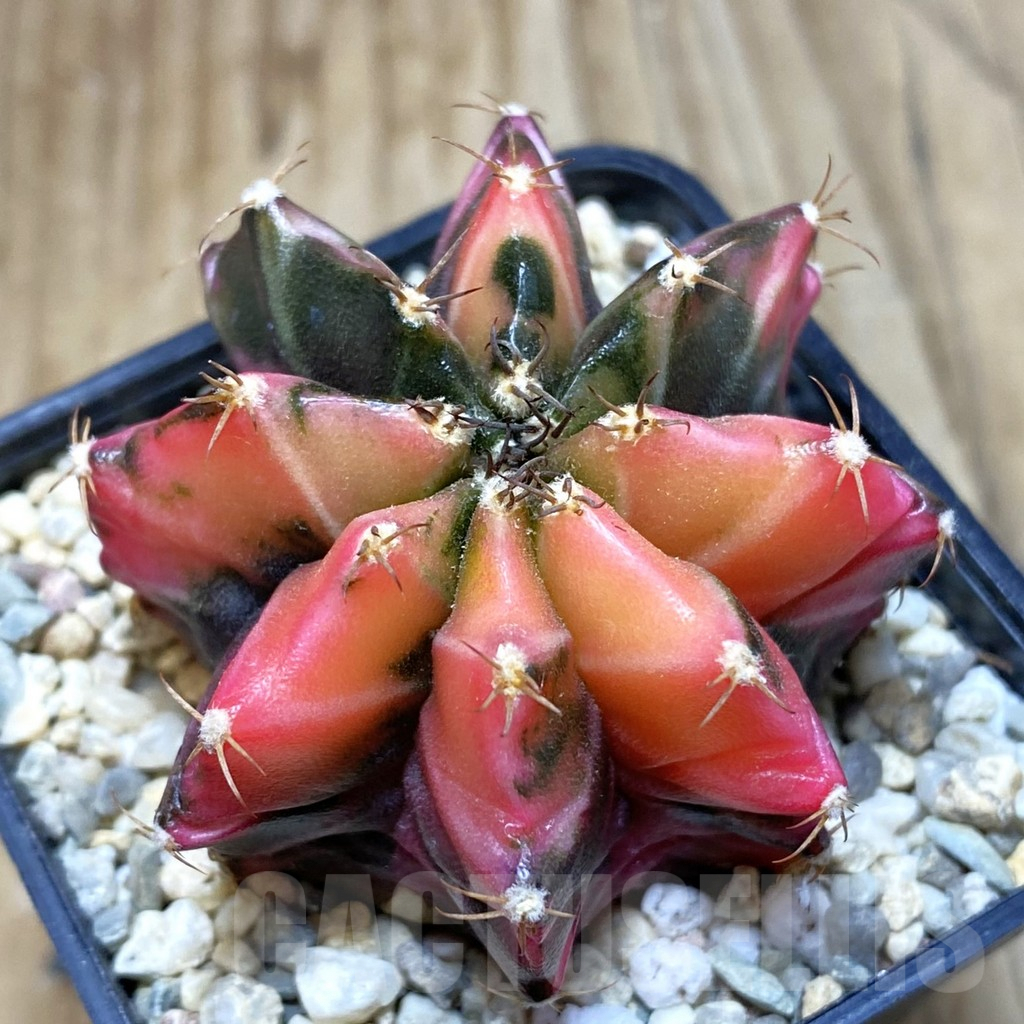 SH3552 Gymnocalycium mihanovichii f. variegata, seedling