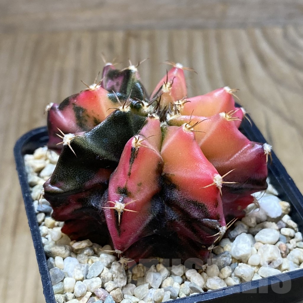 SH3552 Gymnocalycium mihanovichii f. variegata, seedling - Image 2