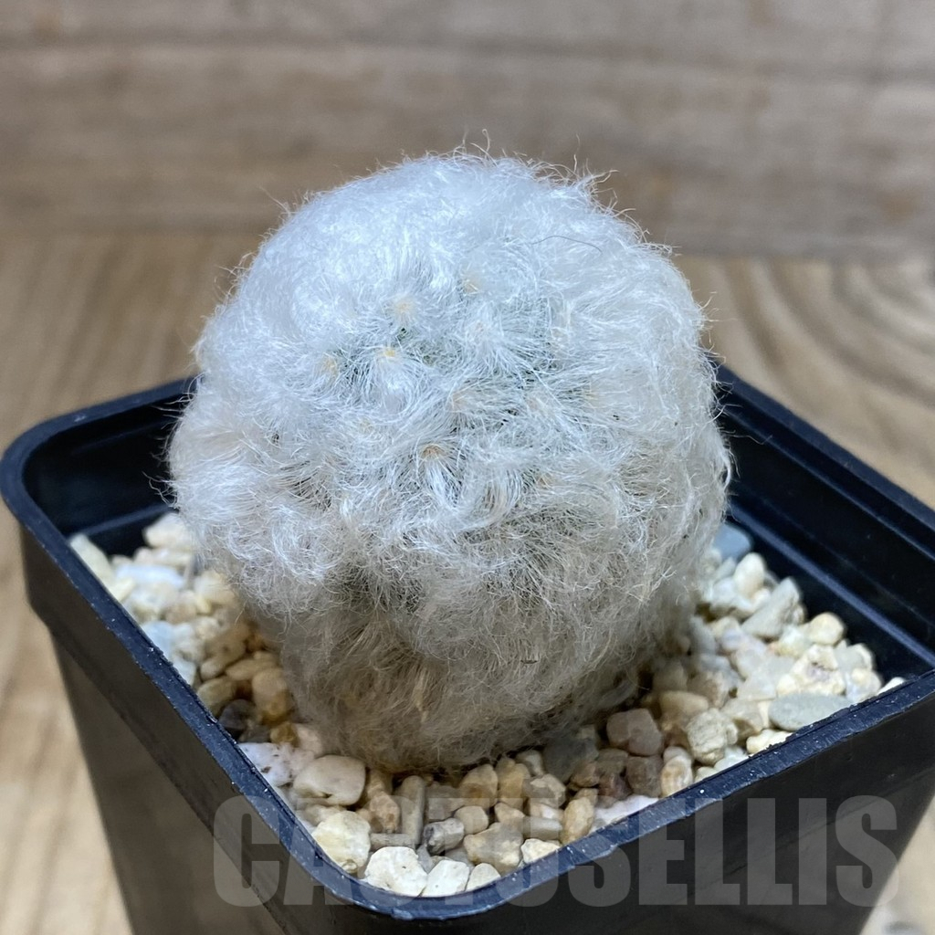 SH3515 Mammillaria bocasana v. multilanata, not spines - Imagen 2