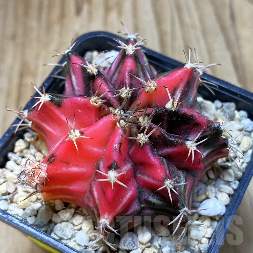 SH3555 Gymnocalycium mihanovichii f. variegata, seedling