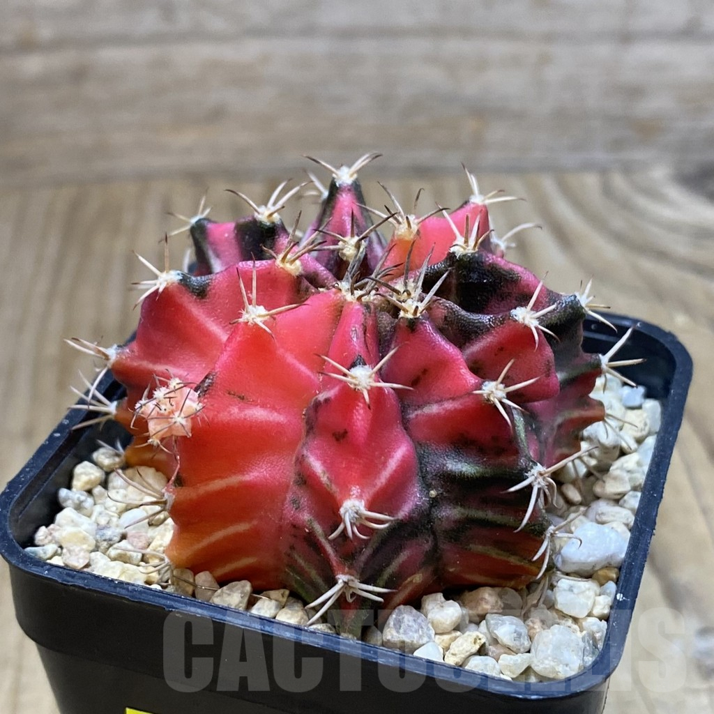 SH3555 Gymnocalycium mihanovichii f. variegata, seedling - Image 2