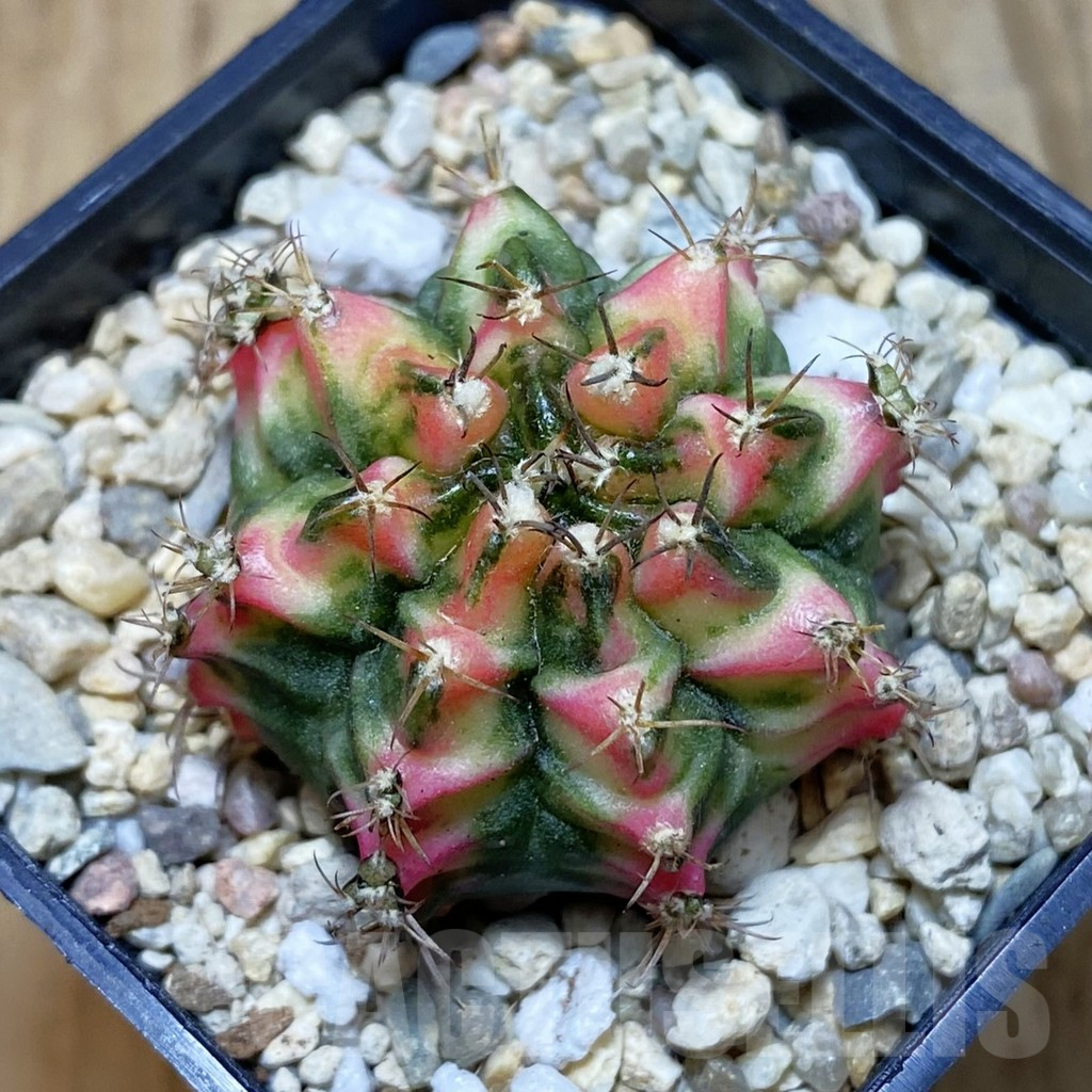 SH3556 Gymnocalycium mihanovichii ‘Multicolor’