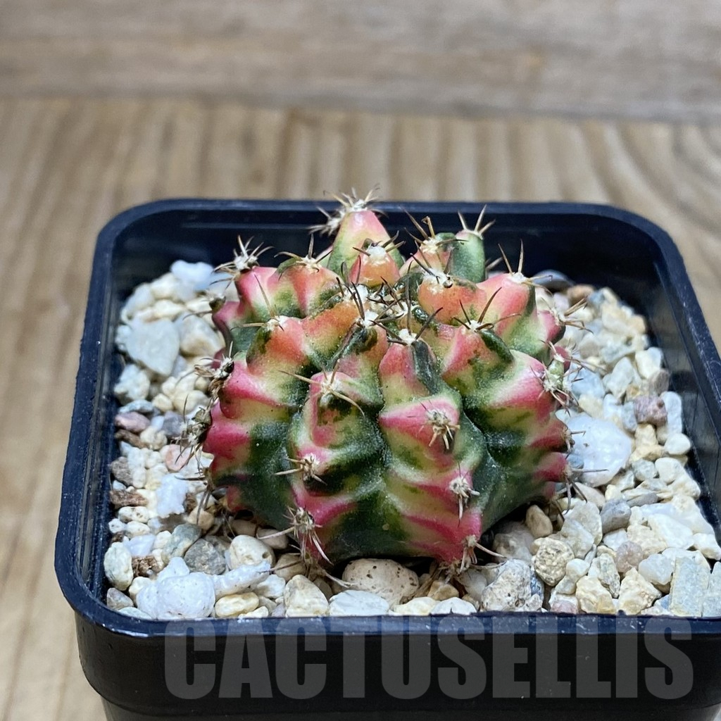 SH3556 Gymnocalycium mihanovichii ‘Multicolor’ - 画像 (2)