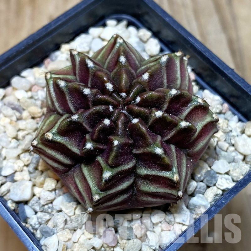SH3560 Gymnocalycium mihanovichii ‘Nana’ x ‘Day Dream’, seedling