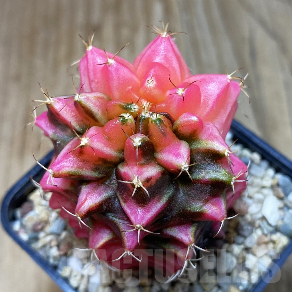 SH3561 Gymnocalycium mihanovichii ‘Transformer’ f. variegata, seedling