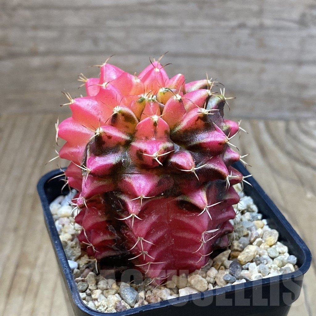 SH3561 Gymnocalycium mihanovichii ‘Transformer’ f. variegata, seedling - Image 2