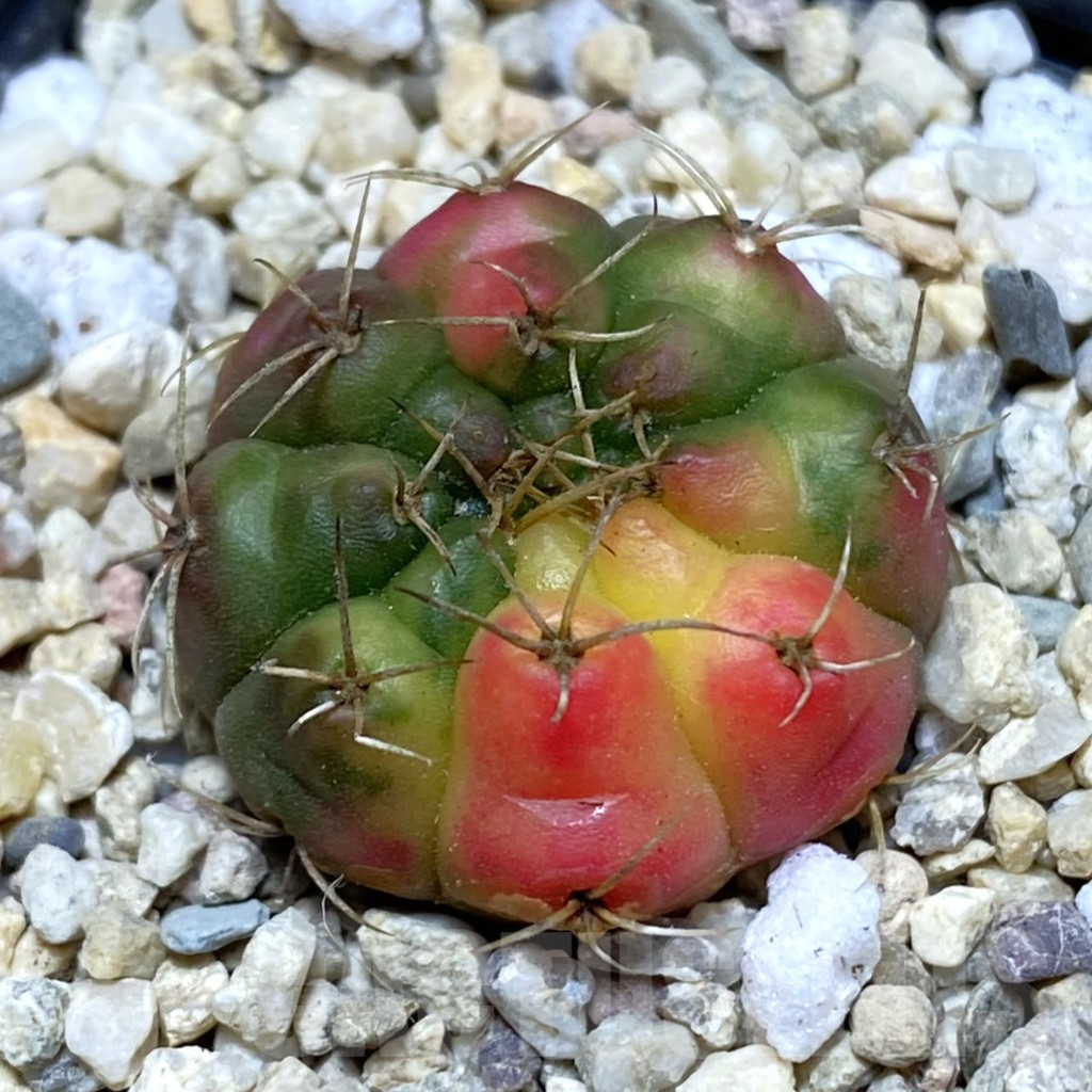 SH3562 Gymnocalycium damsii f. variegata