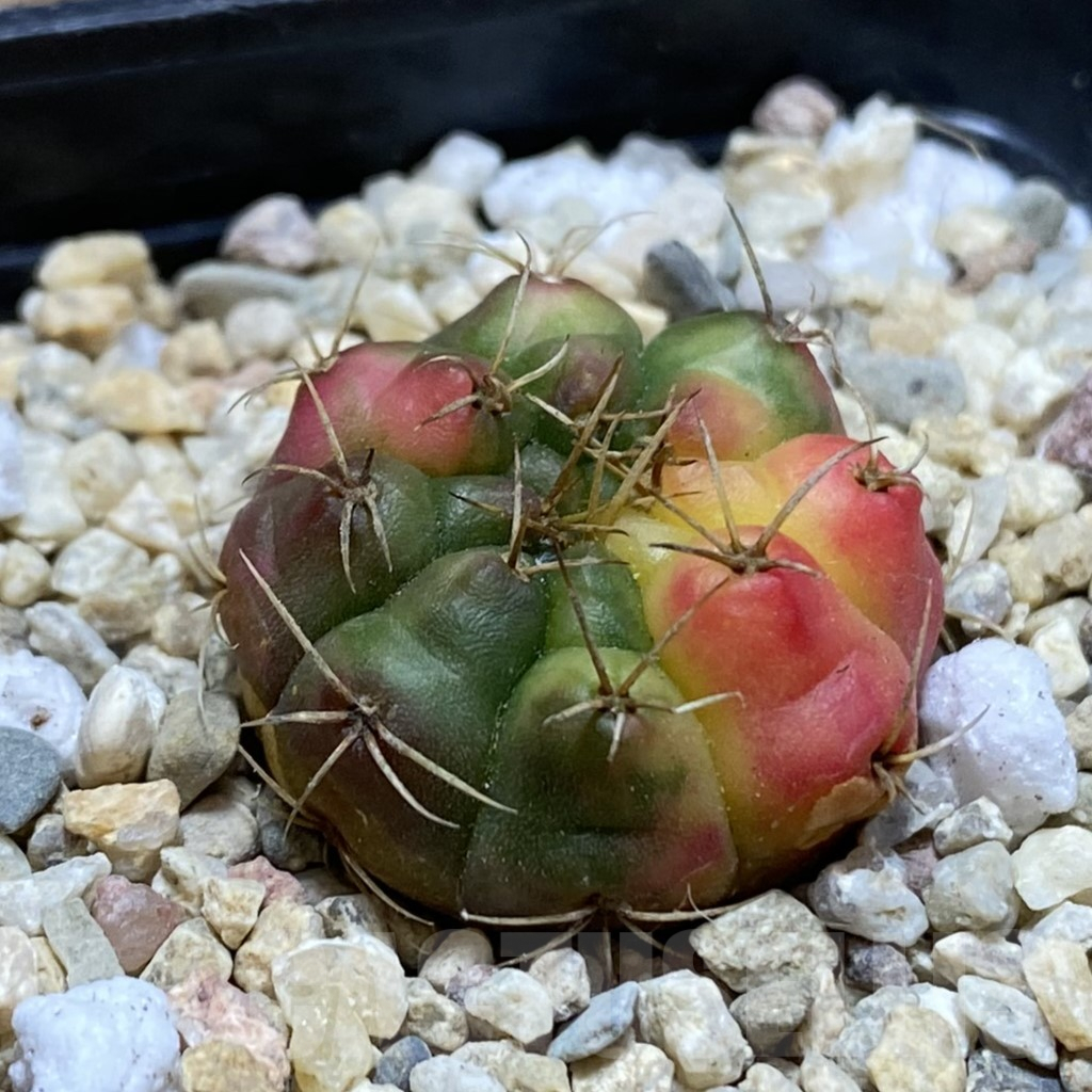 SH3562 Gymnocalycium damsii f. variegata - immagine 2