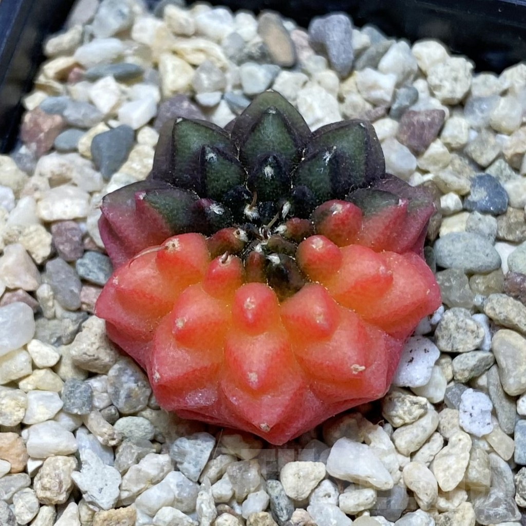 SH3564 Gymnocalycium mihanovichii ‘inermis’ f. variegata, seedling