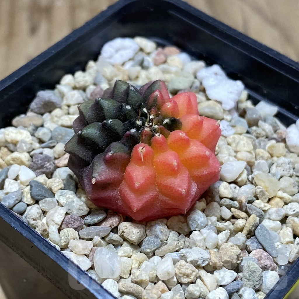 SH3564 Gymnocalycium mihanovichii ‘inermis’ f. variegata, seedling - Imagen 2