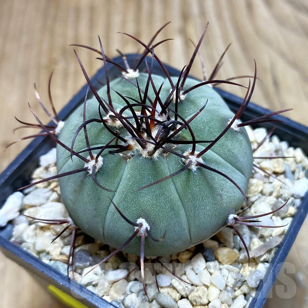 SH3567 Gymnocalycium cabreraense VOS 2122