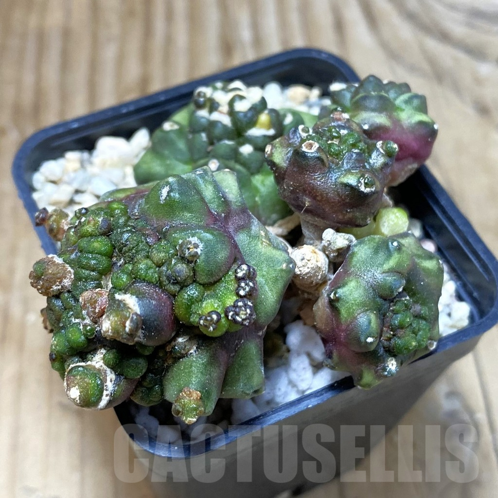 SH3569 Gymnocalycium mihanovichii ‘Transformer’