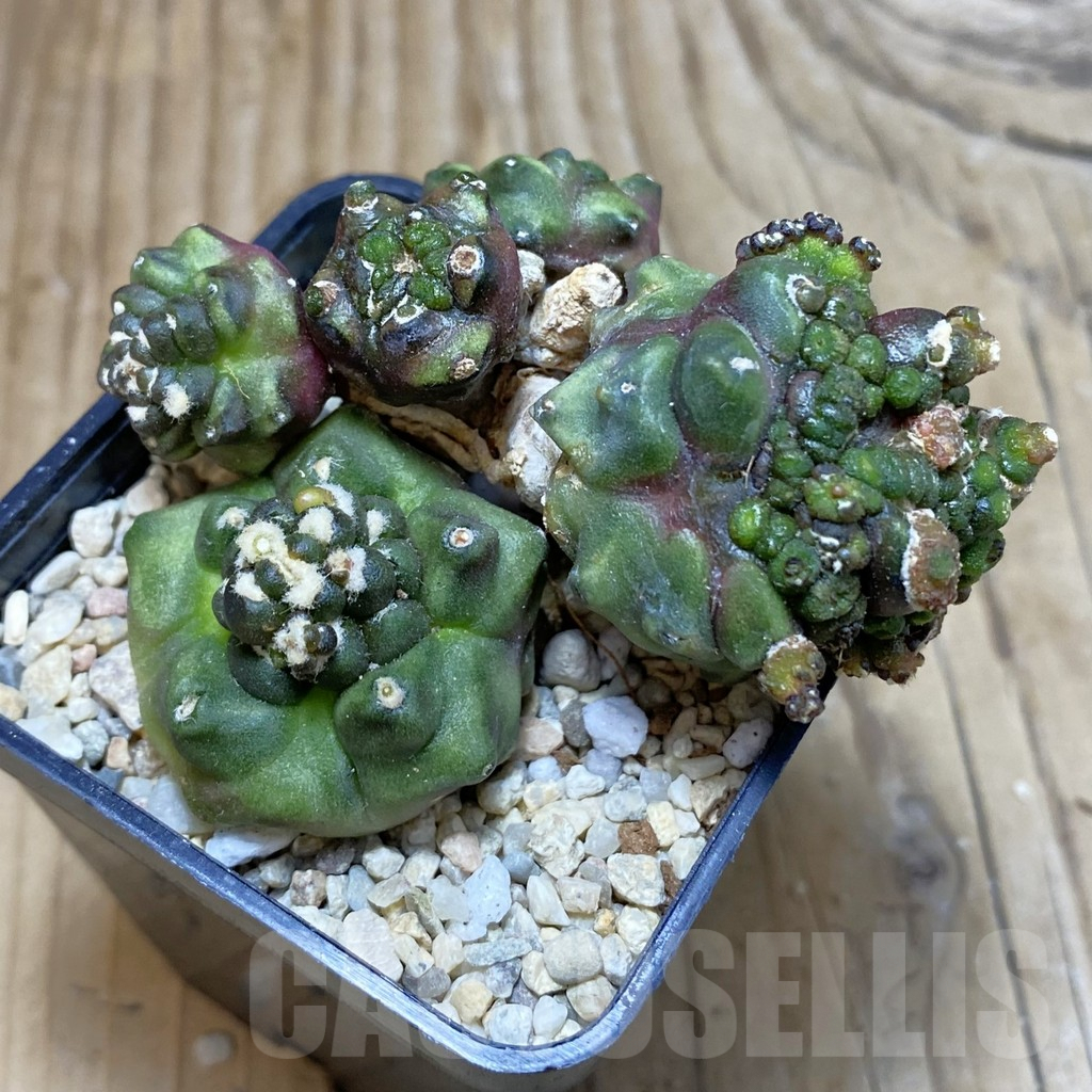 SH3569 Gymnocalycium mihanovichii ‘Transformer’ - Imagen 2
